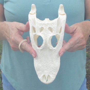 10" Alligator Skull 
