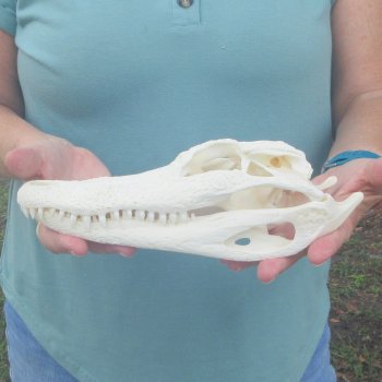 10" Alligator Skull 