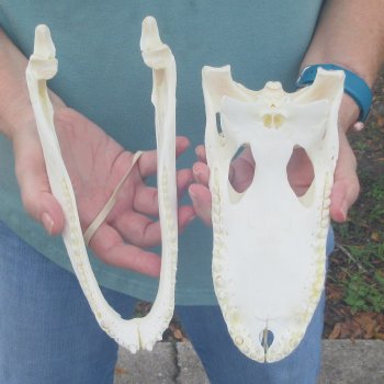 10" Alligator Skull 