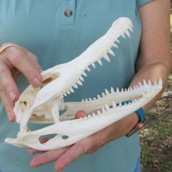 9-1/2" B-Grade Alligator Skull 