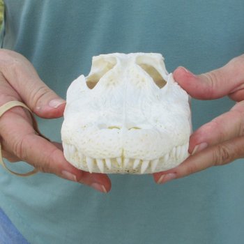 9-1/2" B-Grade Alligator Skull 