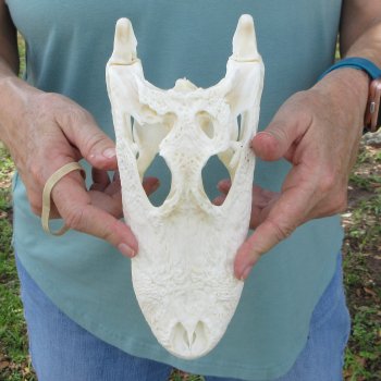 9-1/2" B-Grade Alligator Skull 