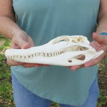9-1/2" B-Grade Alligator Skull 
