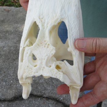 9-1/2" B-Grade Alligator Skull 