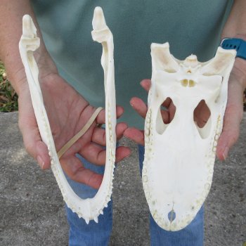 9-1/2" B-Grade Alligator Skull 
