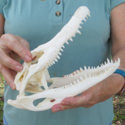 9-1/2" B-Grade Alligator Skull 
