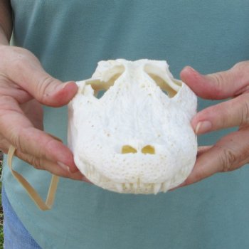 9-1/2" B-Grade Alligator Skull 