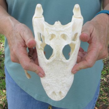 9-1/2" B-Grade Alligator Skull 