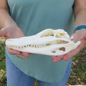 9-1/2" B-Grade Alligator Skull 