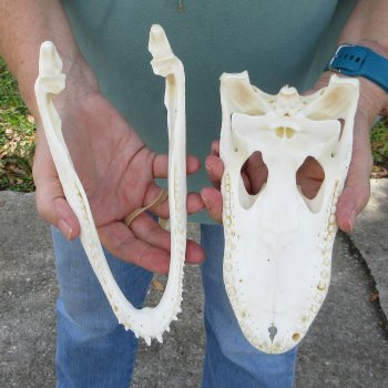 9-1/2" B-Grade Alligator Skull 