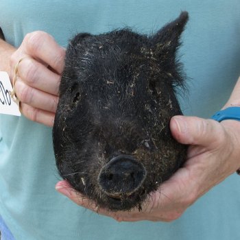 Real Preserved Georgia Wild Boar Hog Head (8-9") - $30