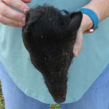 Real Preserved Georgia Wild Boar Hog Head (8-9") - $30