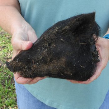 Real Preserved Georgia Wild Boar Hog Head (8-9") - $30