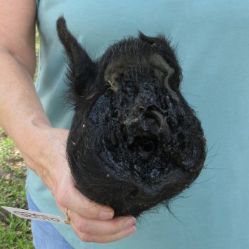 Real Preserved Georgia Wild Boar Hog Head (8-9") - $30