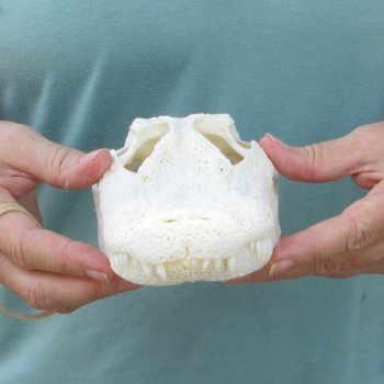 9-1/2" Alligator Skull 