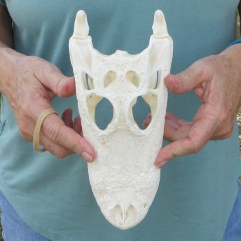 9-1/2" Alligator Skull 