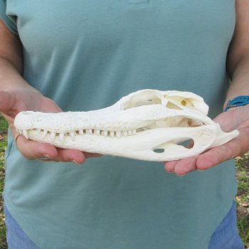 9-1/2" Alligator Skull 