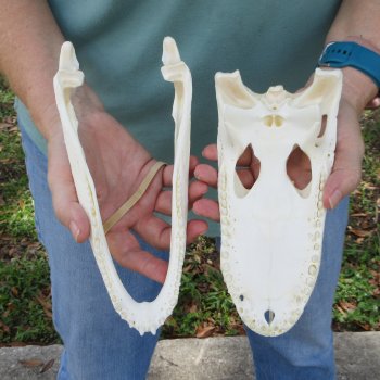 9-1/2" Alligator Skull 
