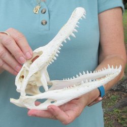 9" B-Grade Alligator Skull 