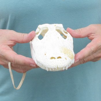 9" B-Grade Alligator Skull 