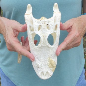 9" B-Grade Alligator Skull 