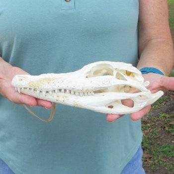 9" B-Grade Alligator Skull 