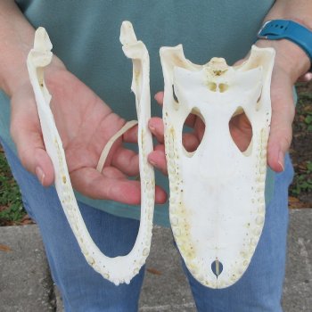 9" B-Grade Alligator Skull 