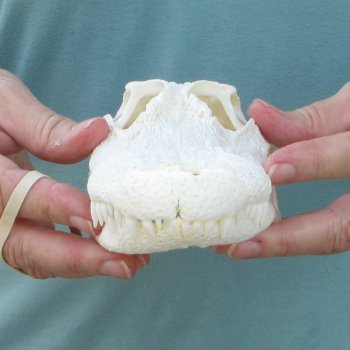 9-1/2" Alligator Skull 