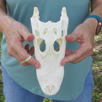 9-1/2" Alligator Skull 