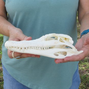 9-1/2" Alligator Skull 