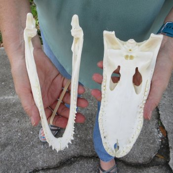 9-1/2" Alligator Skull 