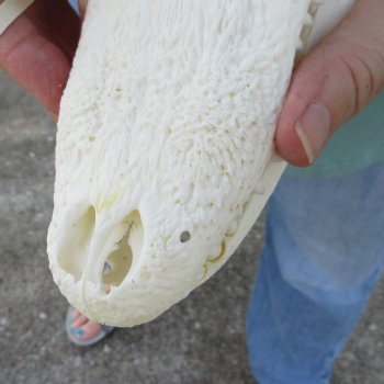 9-1/2" Alligator Skull 