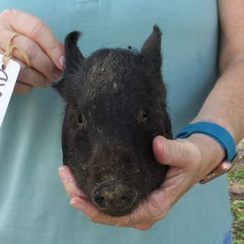 Real Preserved Georgia Wild Boar Hog Head (7-8") - $25