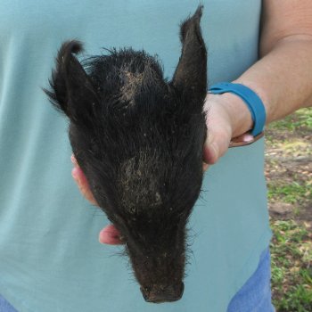 Real Preserved Georgia Wild Boar Hog Head (7-8") - $25