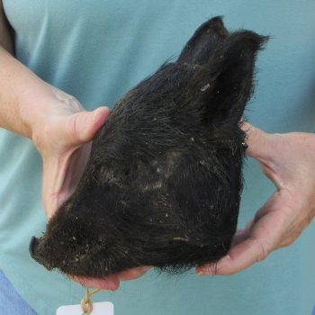 Real Preserved Georgia Wild Boar Hog Head (7-8") - $25
