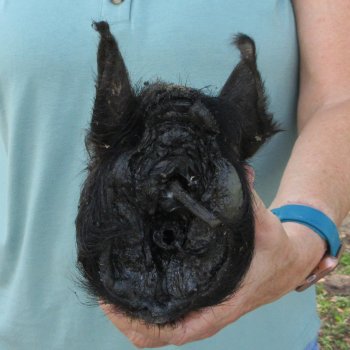 Real Preserved Georgia Wild Boar Hog Head (7-8") - $25