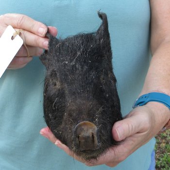 Real Preserved Georgia Wild Boar Hog Head (8-9") - $30