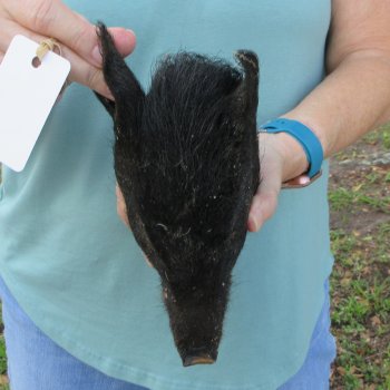 Real Preserved Georgia Wild Boar Hog Head (8-9") - $30