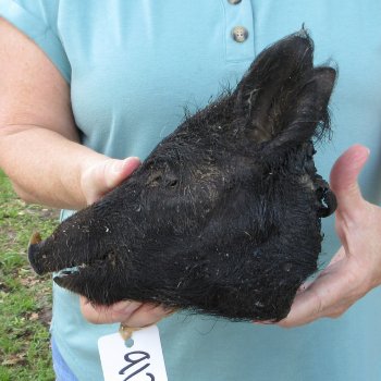 Real Preserved Georgia Wild Boar Hog Head (8-9") - $30