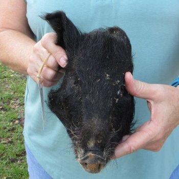 Real Preserved Georgia Wild Boar Hog Head (8-9") - $30