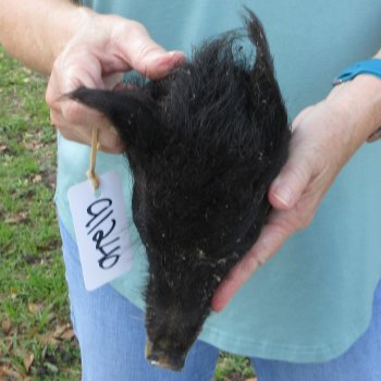 Real Preserved Georgia Wild Boar Hog Head (8-9") - $30