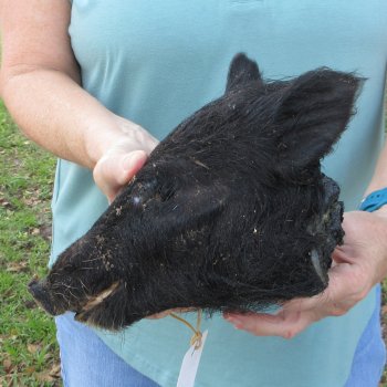 Real Preserved Georgia Wild Boar Hog Head (8-9") - $30