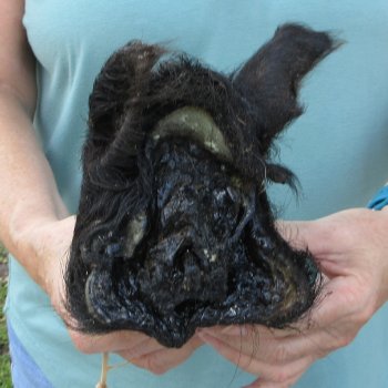 Real Preserved Georgia Wild Boar Hog Head (8-9") - $30