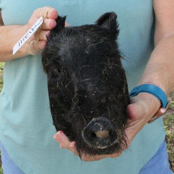 Real Preserved Georgia Wild Boar Hog Head (10-11") - $35