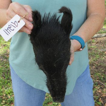 Real Preserved Georgia Wild Boar Hog Head (10-11") - $35