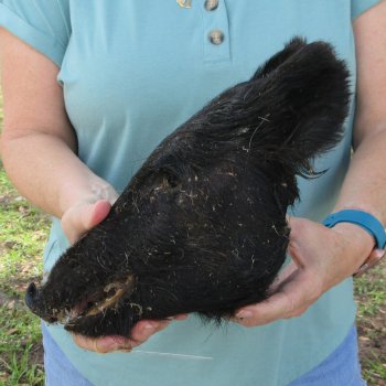 Real Preserved Georgia Wild Boar Hog Head (10-11") - $35