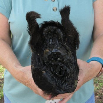 Real Preserved Georgia Wild Boar Hog Head (10-11") - $35