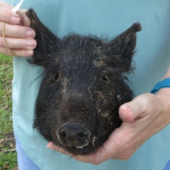 Real Preserved Georgia Wild Boar Hog Head (8-9") - $30