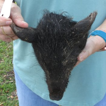 Real Preserved Georgia Wild Boar Hog Head (8-9") - $30