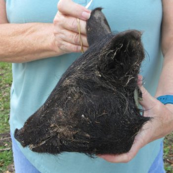 Real Preserved Georgia Wild Boar Hog Head (8-9") - $30